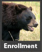 Enrollment